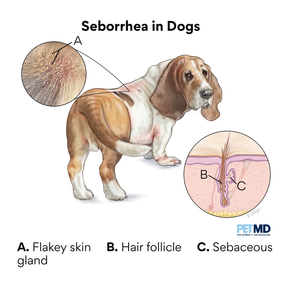 Seborrhea in Dogs Symptoms, Causes, Treatment, and FAQs PetMD